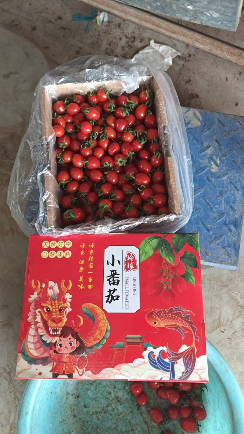 千禧圣女果大量上市，电商货市场货商超货！量大糖度高！