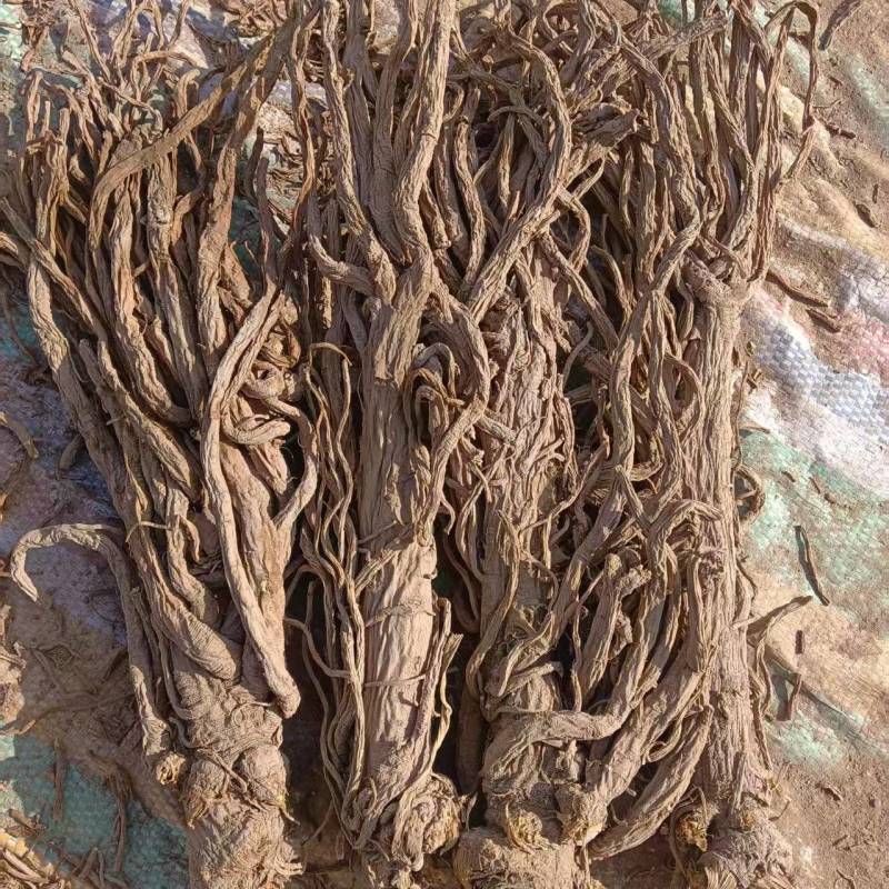 甘肃陇西独活产地一手货源充足规格齐全保质保量欢迎订购