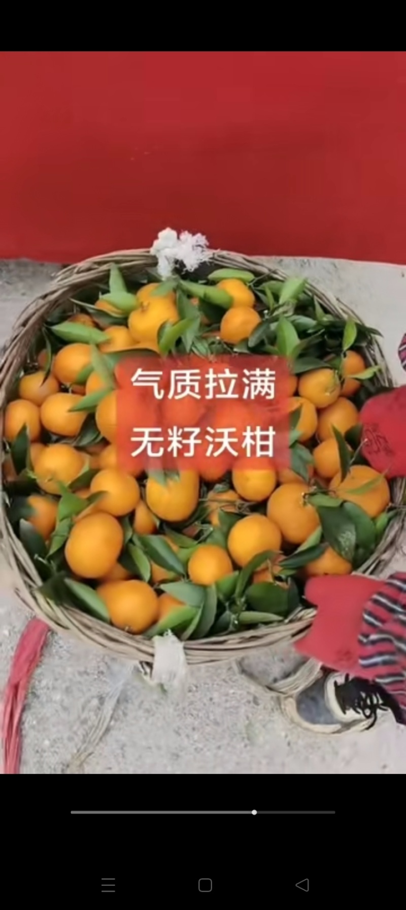 沃柑，产地四川眉山，颜色火红，皮毛细，糖度高