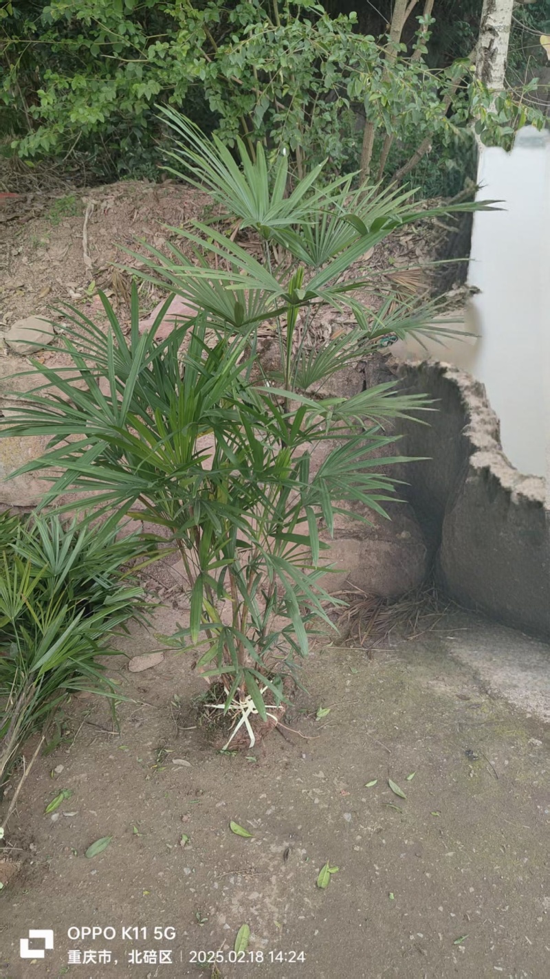 细叶棕竹