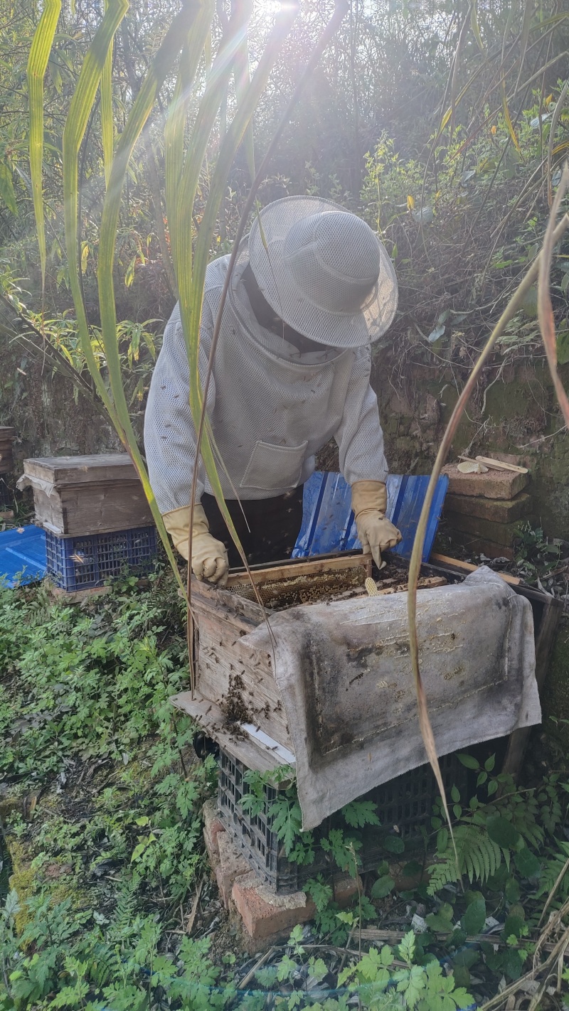 纯正中蜂土蜂蜜