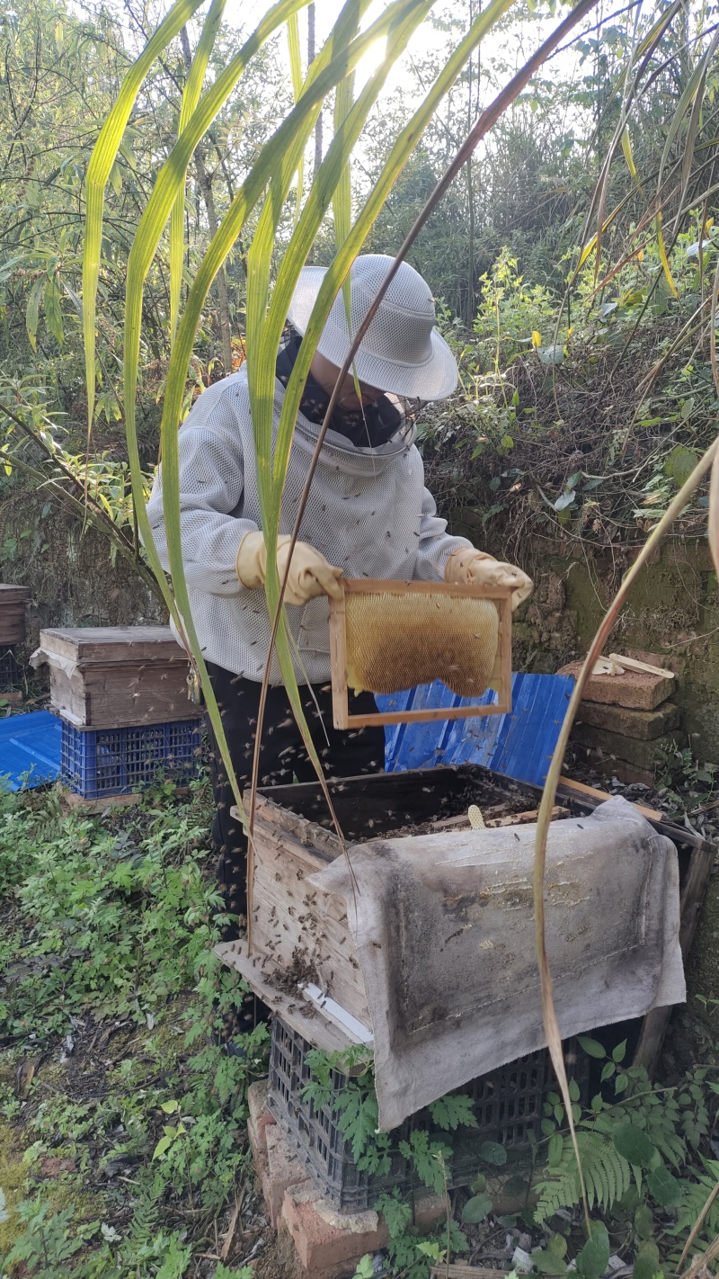 纯正中蜂土蜂蜜