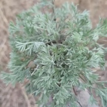 茵陈鲜货