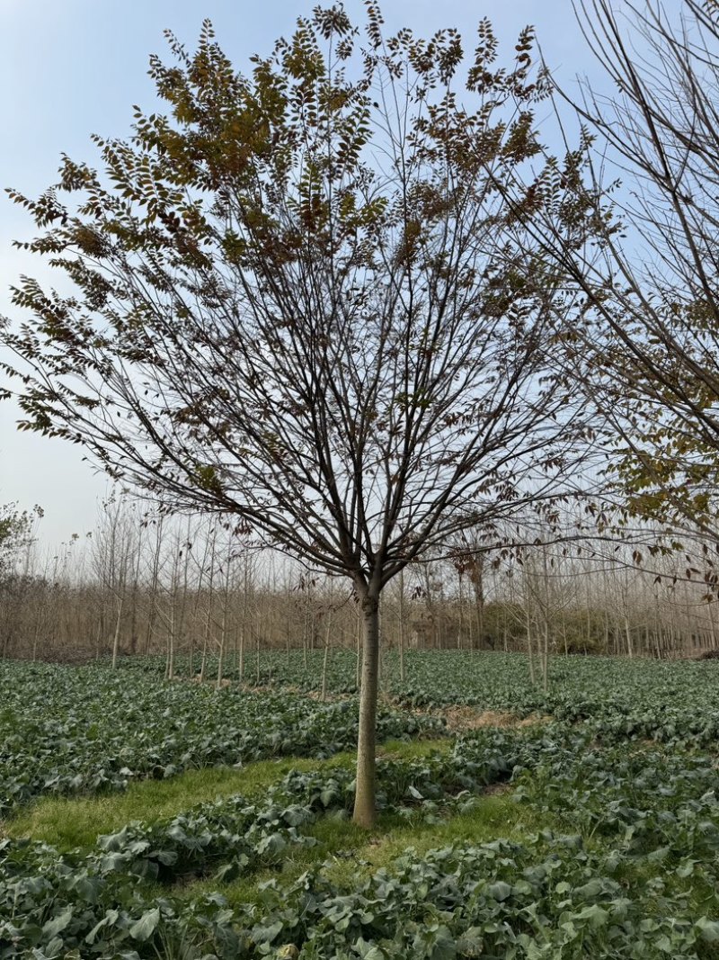 榉树优质榉树1-30公分规格齐全基地直销欢迎咨询