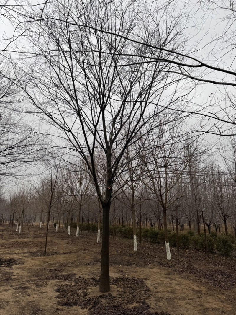 榉树优质榉树1-30公分规格齐全基地直销欢迎咨询
