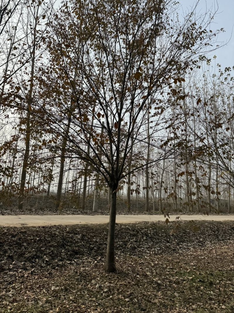 榉树优质榉树1-30公分规格齐全基地直销欢迎咨询