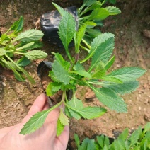 精品马鞭草大量上市，庭院花海专用