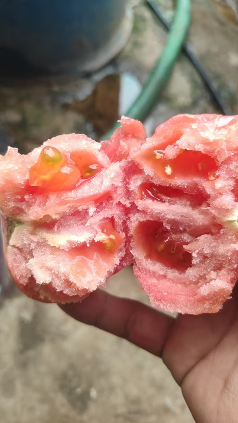 辽中棚户道奇西红柿好吃有线