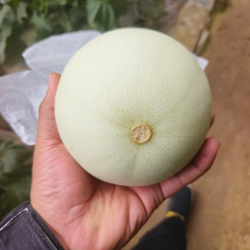 玉菇甜瓜