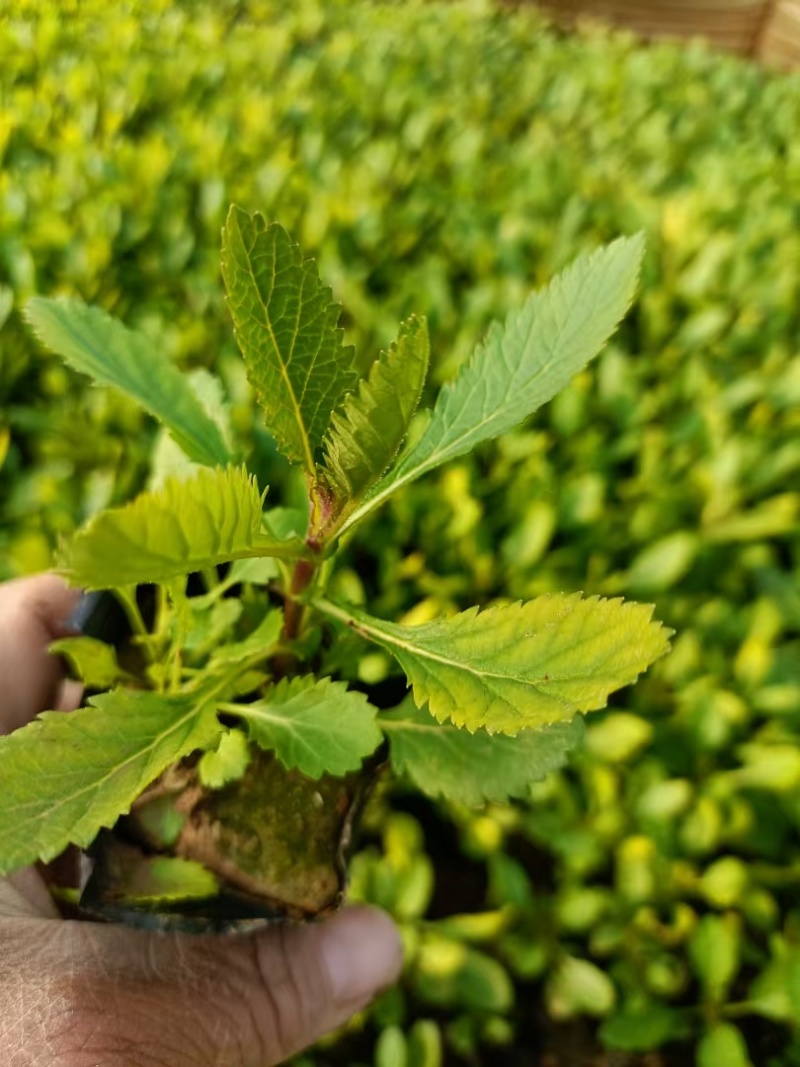 精品马鞭草大量上市，庭院花海专用