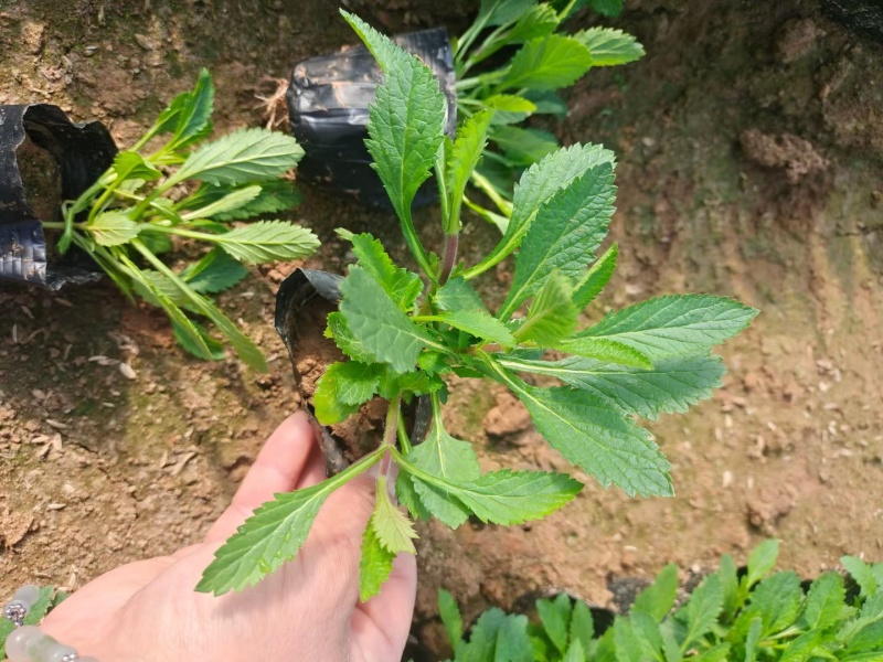 精品马鞭草大量上市，庭院花海专用