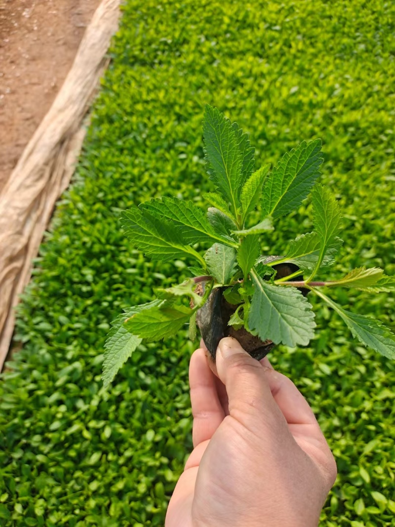 精品马鞭草大量上市，庭院花海专用