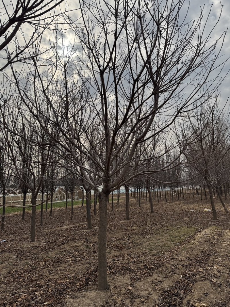 高杆染井吉野樱花8-30公分苗圃基地直销