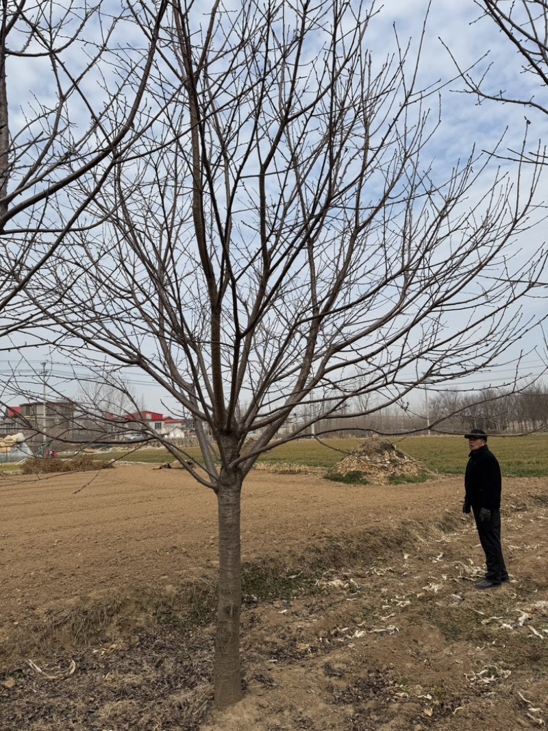 高杆染井吉野樱花8-30公分苗圃基地直销