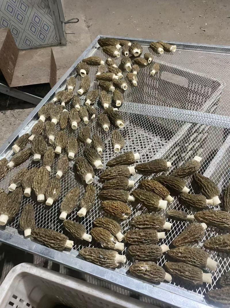 羊肚菌