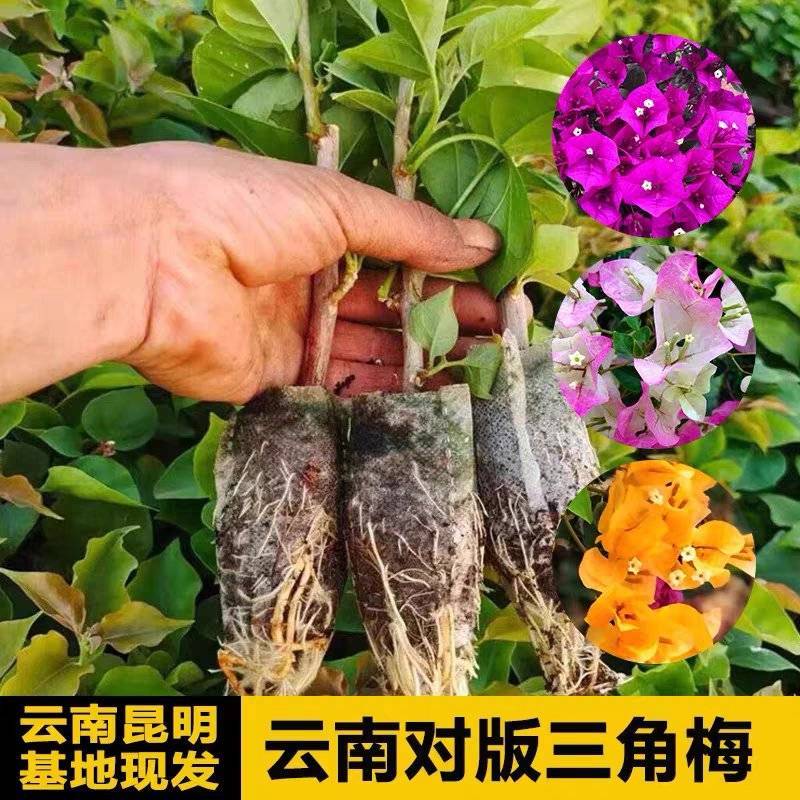三角梅多品种四季开花树苗云南紫爬藤重瓣带原土绿樱庭院勤花