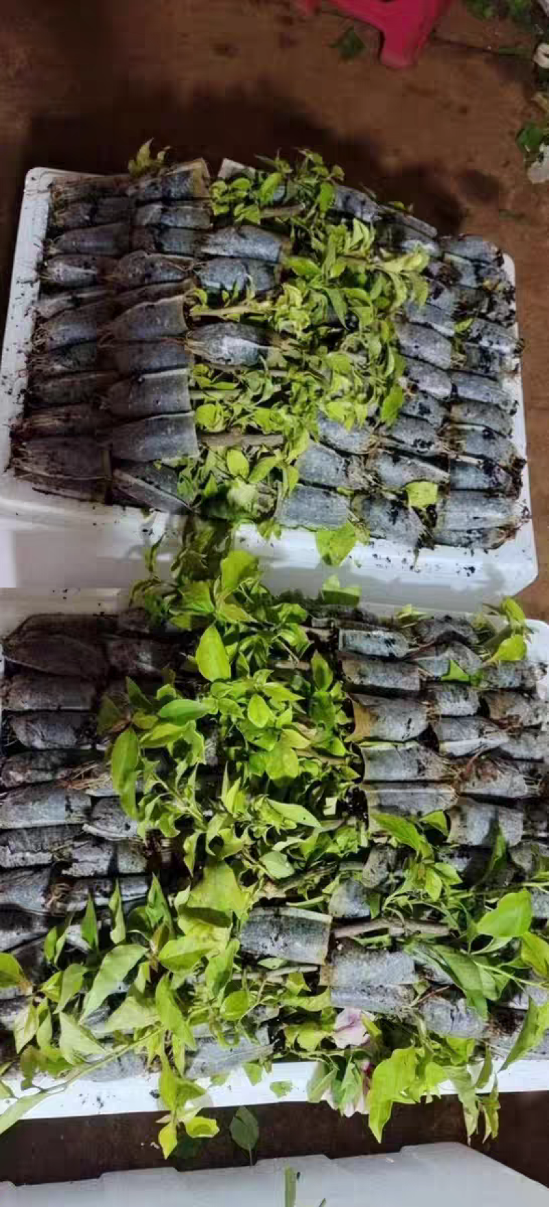 三角梅多品种四季开花树苗云南紫爬藤重瓣带原土绿樱庭院勤花