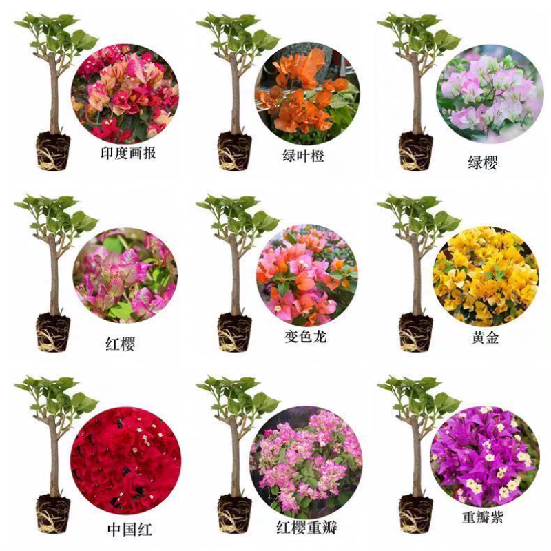 三角梅多品种四季开花树苗云南紫爬藤重瓣带原土绿樱庭院勤花