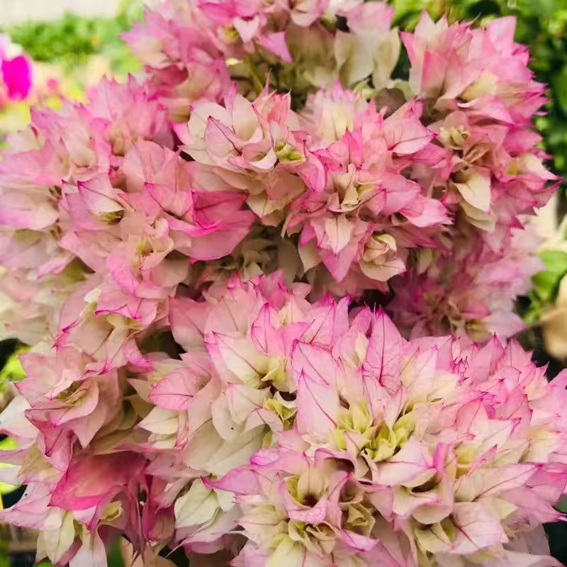 三角梅多品种四季开花树苗云南紫爬藤重瓣带原土绿樱庭院勤花
