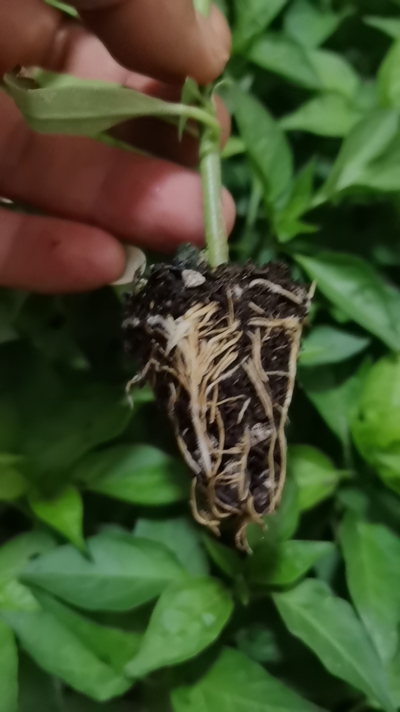 新鲜辣椒苗四季种植抗病强结果多品种全