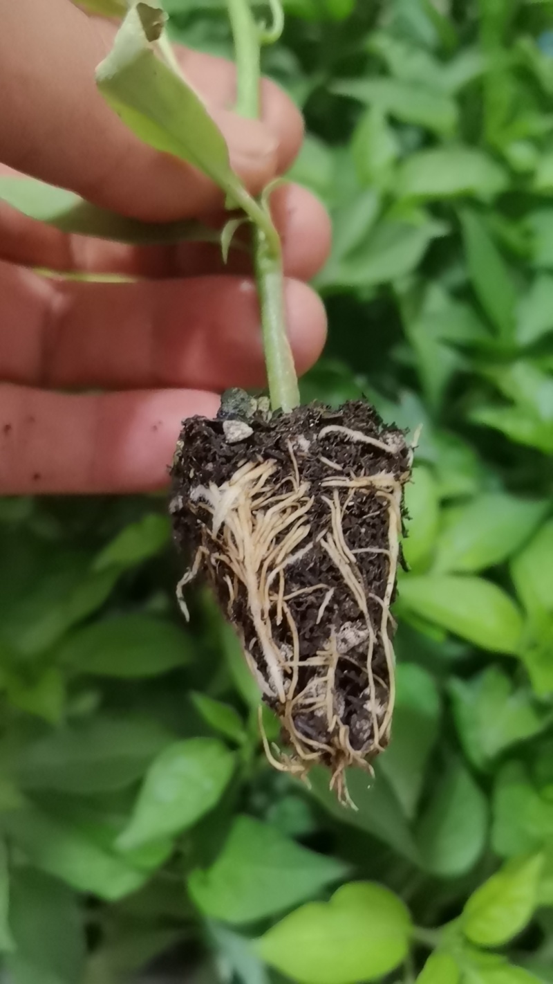 新鲜辣椒苗四季种植抗病强结果多品种全