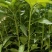 新鲜辣椒苗四季种植抗病强结果多品种全