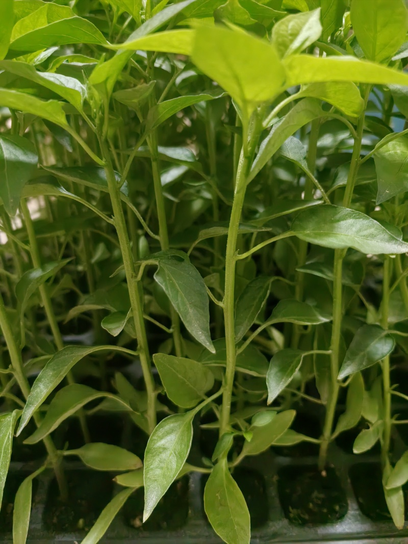 新鲜辣椒苗四季种植抗病强结果多品种全