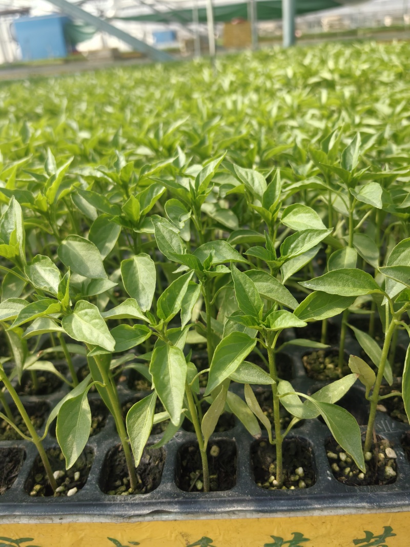 新鲜辣椒苗四季种植抗病强结果多品种全