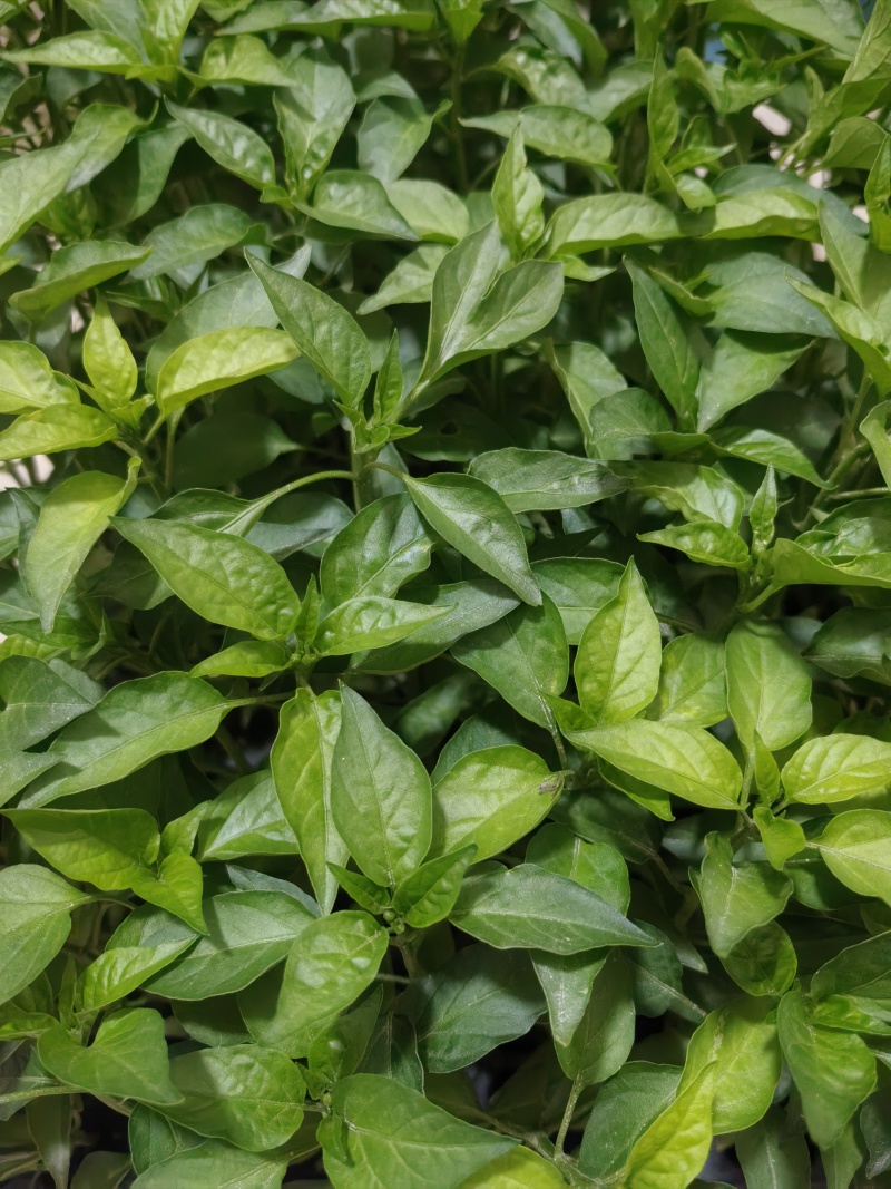 新鲜辣椒苗四季种植抗病强结果多品种全