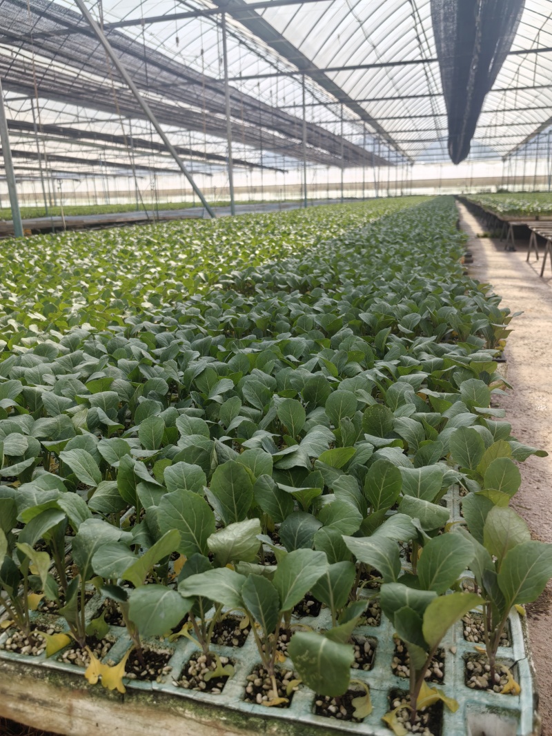 新鲜辣椒苗四季种植抗病强结果多品种全