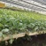 新鲜辣椒苗四季种植抗病强结果多品种全