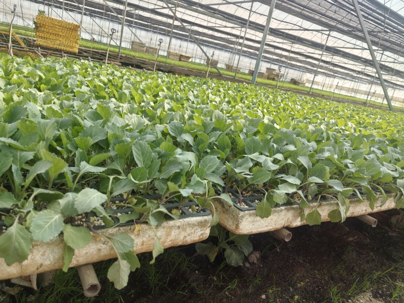 新鲜辣椒苗四季种植抗病强结果多品种全