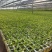 新鲜辣椒苗四季种植抗病强结果多品种全