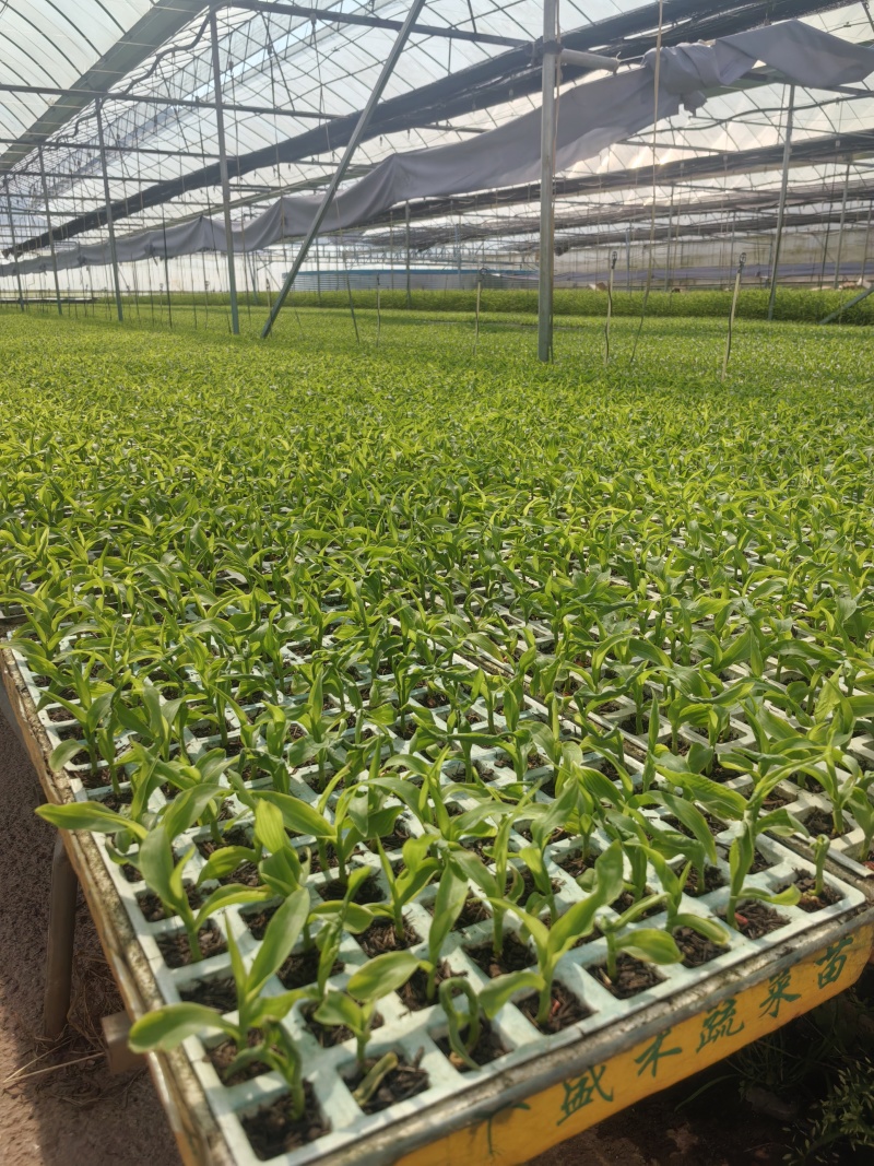 新鲜辣椒苗四季种植抗病强结果多品种全