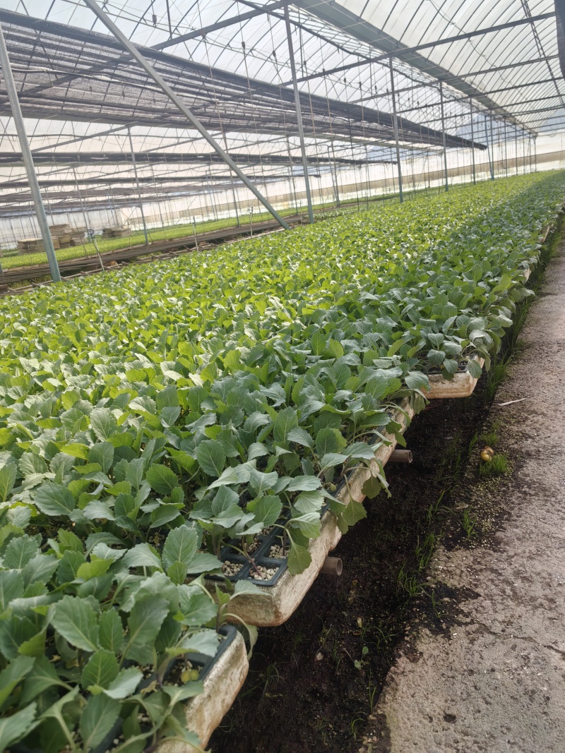 新鲜辣椒苗四季种植抗病强结果多品种全