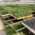 新鲜辣椒苗四季种植抗病强结果多品种全
