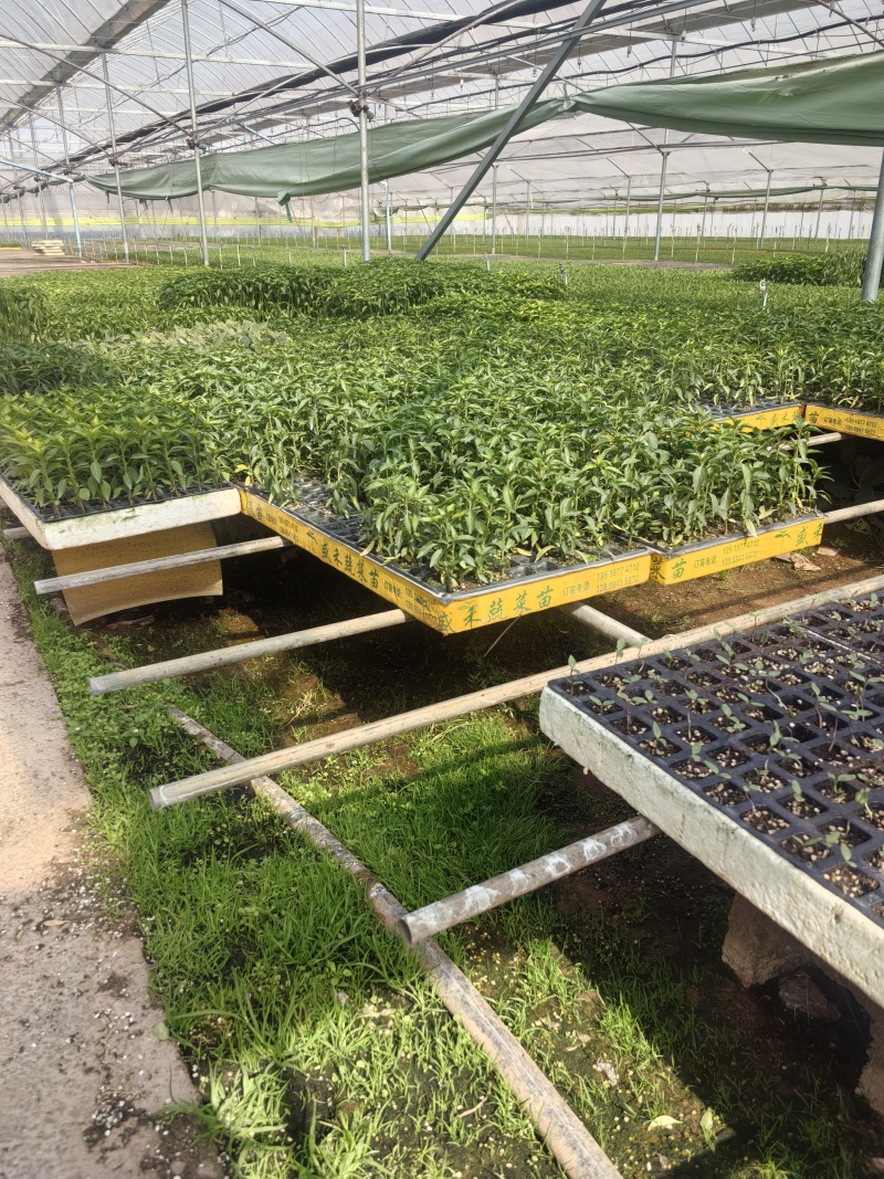 新鲜辣椒苗四季种植抗病强结果多品种全