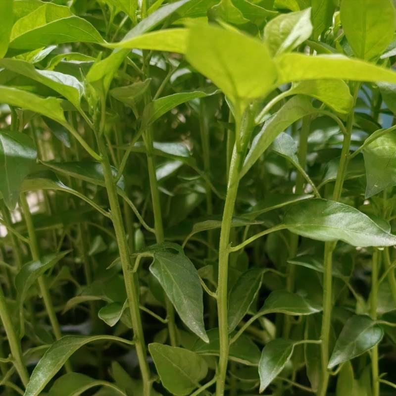 新鲜辣椒苗四季种植抗病强结果多品种全