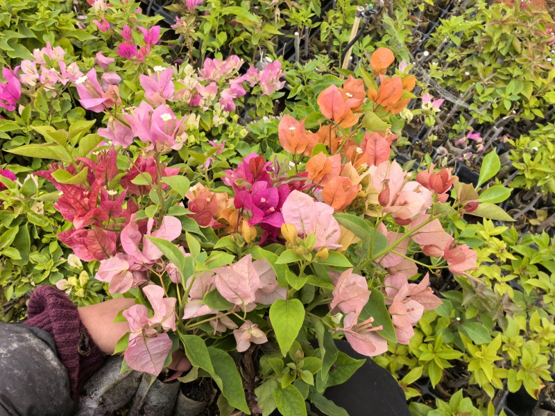 三角梅多品种四季开花树苗云南紫爬藤重瓣带原土绿樱庭院勤花