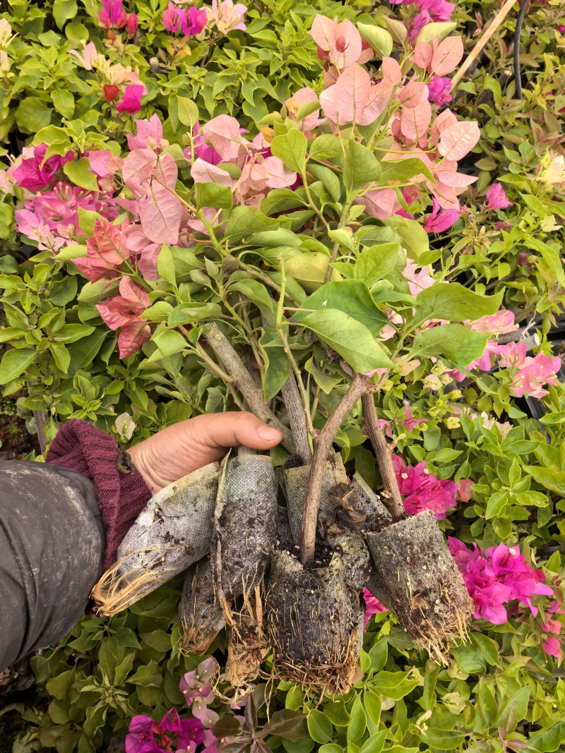 三角梅多品种四季开花树苗云南紫爬藤重瓣带原土绿樱庭院勤花