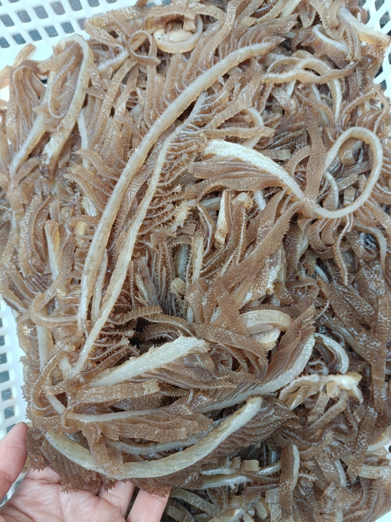 新鲜黑千层肚毛肚5斤一袋爽脆冷冻牛百叶重庆涮火锅串串食材