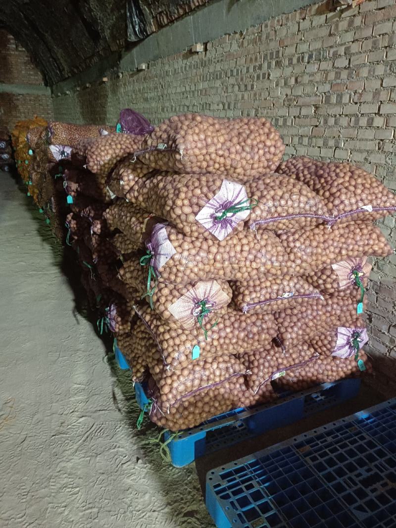 土豆种子微型薯(原原种)品种齐全，一手货源，质量保证，