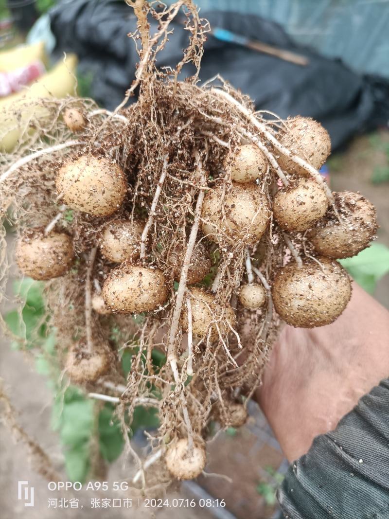 土豆种子微型薯(原原种)品种齐全，一手货源，质量保证，