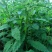 新鲜现挖地笋种苗虫草参地参泽兰根盆栽露天栽培地蚕子种苗