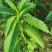 新鲜现挖地笋种苗虫草参地参泽兰根盆栽露天栽培地蚕子种苗