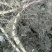 新鲜现挖地笋种苗虫草参地参泽兰根盆栽露天栽培地蚕子种苗