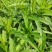 新鲜现挖地笋种苗虫草参地参泽兰根盆栽露天栽培地蚕子种苗