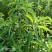 新鲜现挖地笋种苗虫草参地参泽兰根盆栽露天栽培地蚕子种苗