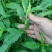 新鲜现挖地笋种苗虫草参地参泽兰根盆栽露天栽培地蚕子种苗