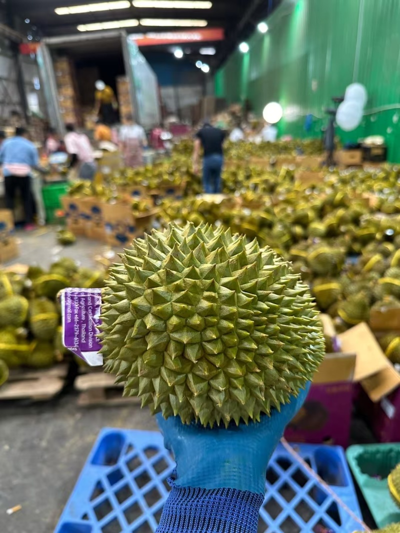 泰国托曼尼榴莲巴掌榴莲小猫山王榴莲大量有货一件代发批发